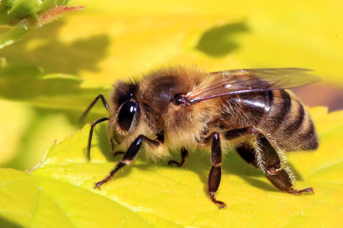 Western Honey Bee